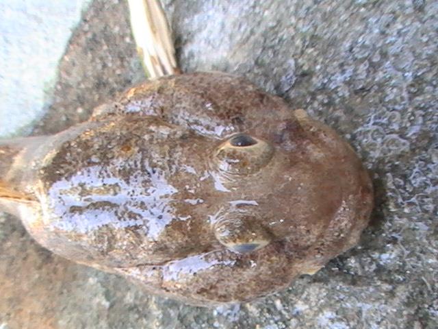 capturi grecia  - pic3485.JPG